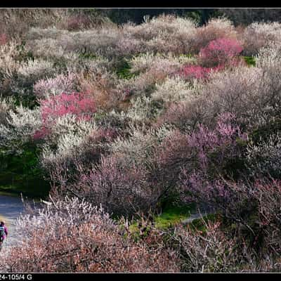 木下沢梅林 Kogesawa Plum Grove, Japan