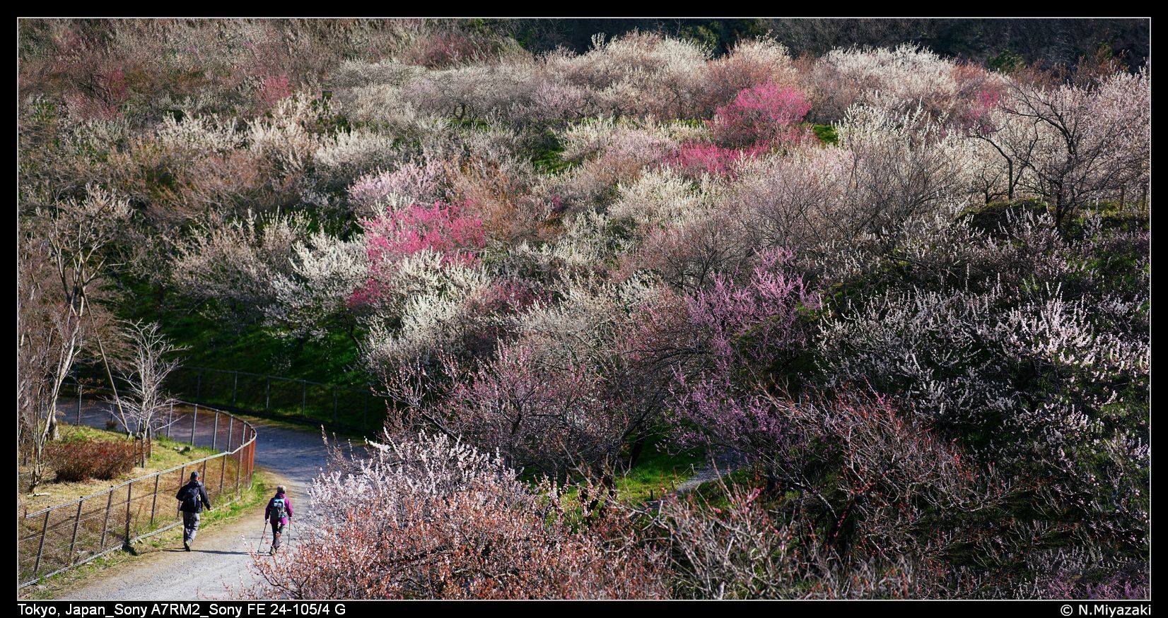 木下沢梅林 Kogesawa Plum Grove, Japan