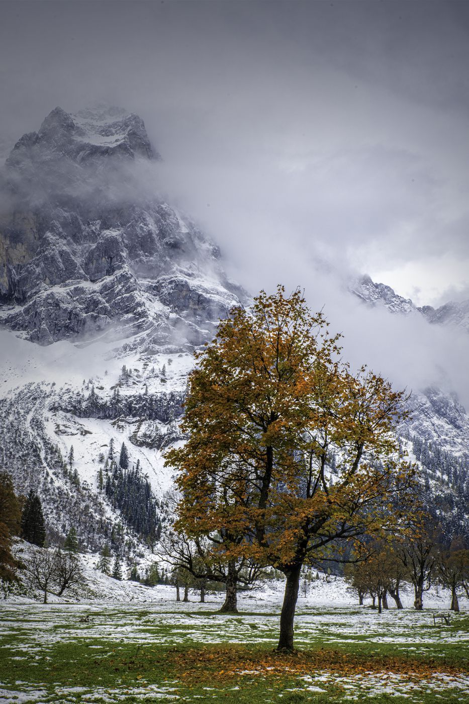 Eng Ahornboden, Iconic Tree, Austria