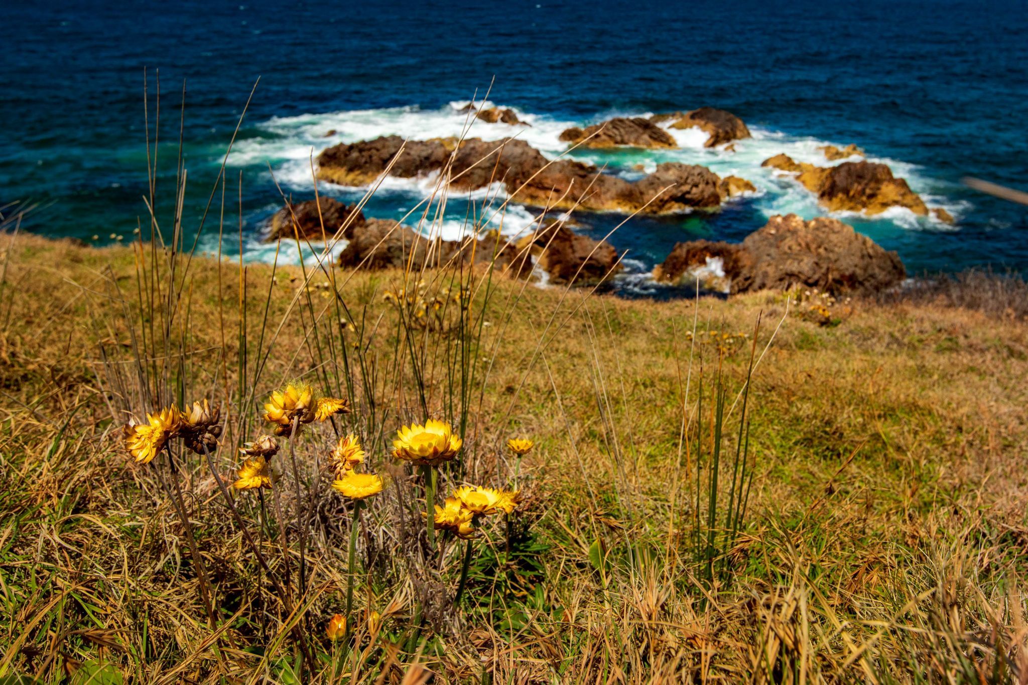 Flowers, Big Hill Point, Creascent Head NSW, Australia