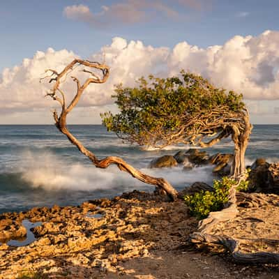 Fofoti on Aruba during sunrise, Aruba