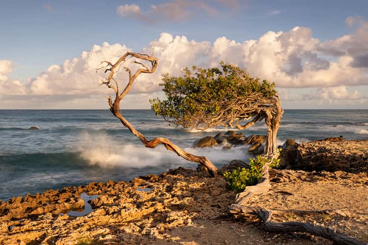 Fofoti on Aruba during sunrise