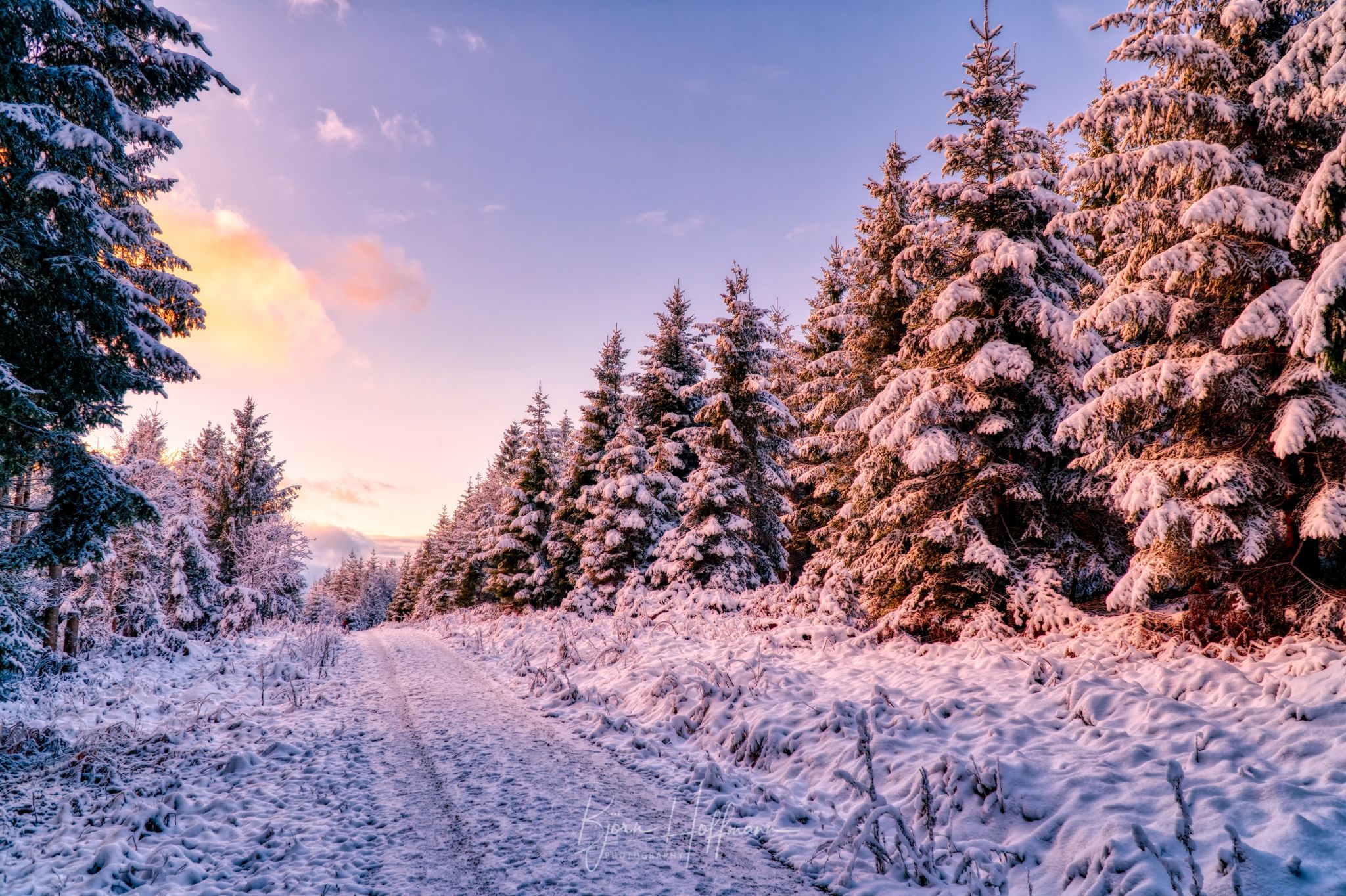 Forest near Seewald, Black Forest, Germany
