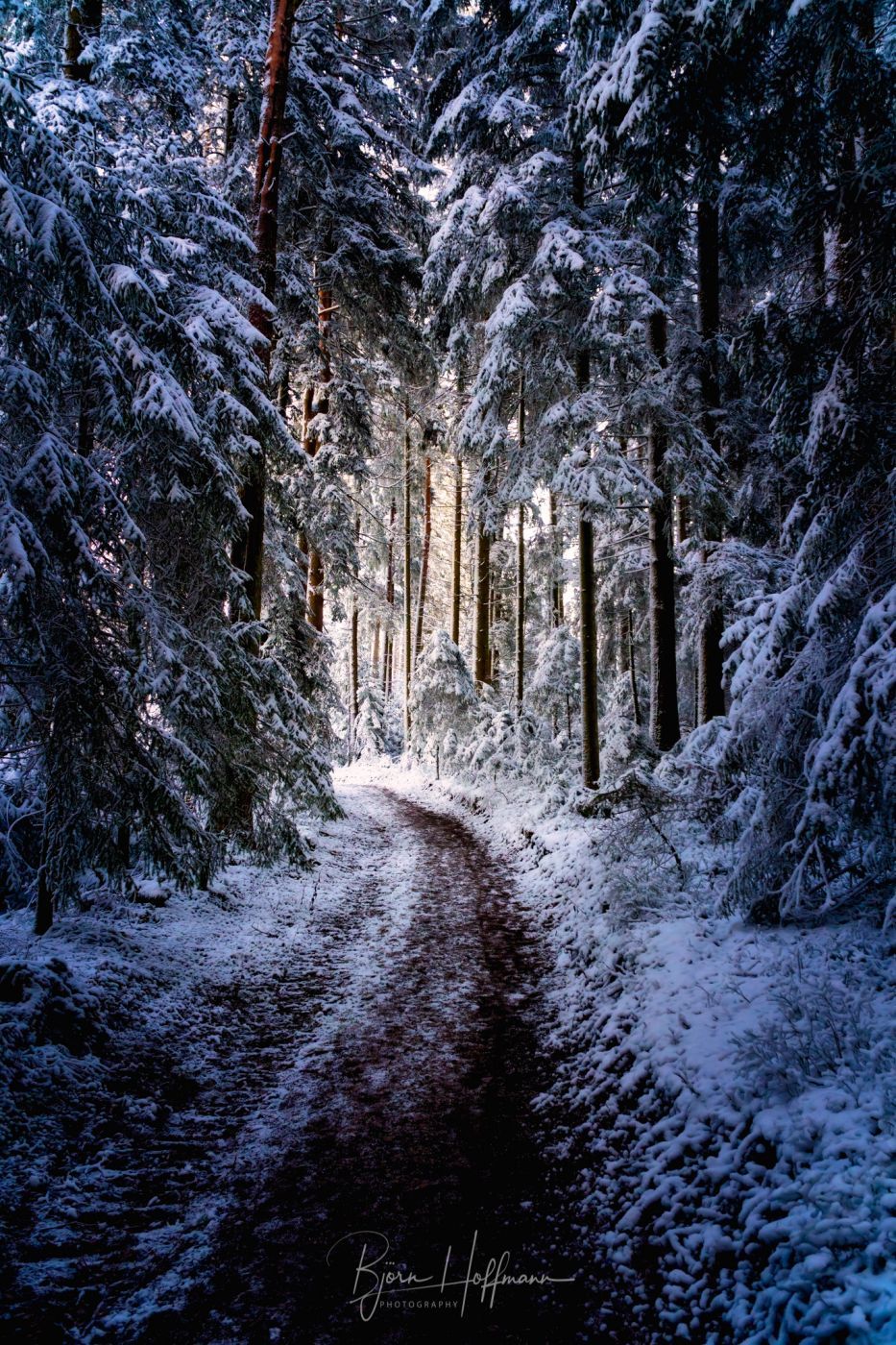 Forest near Seewald, Black Forest, Germany