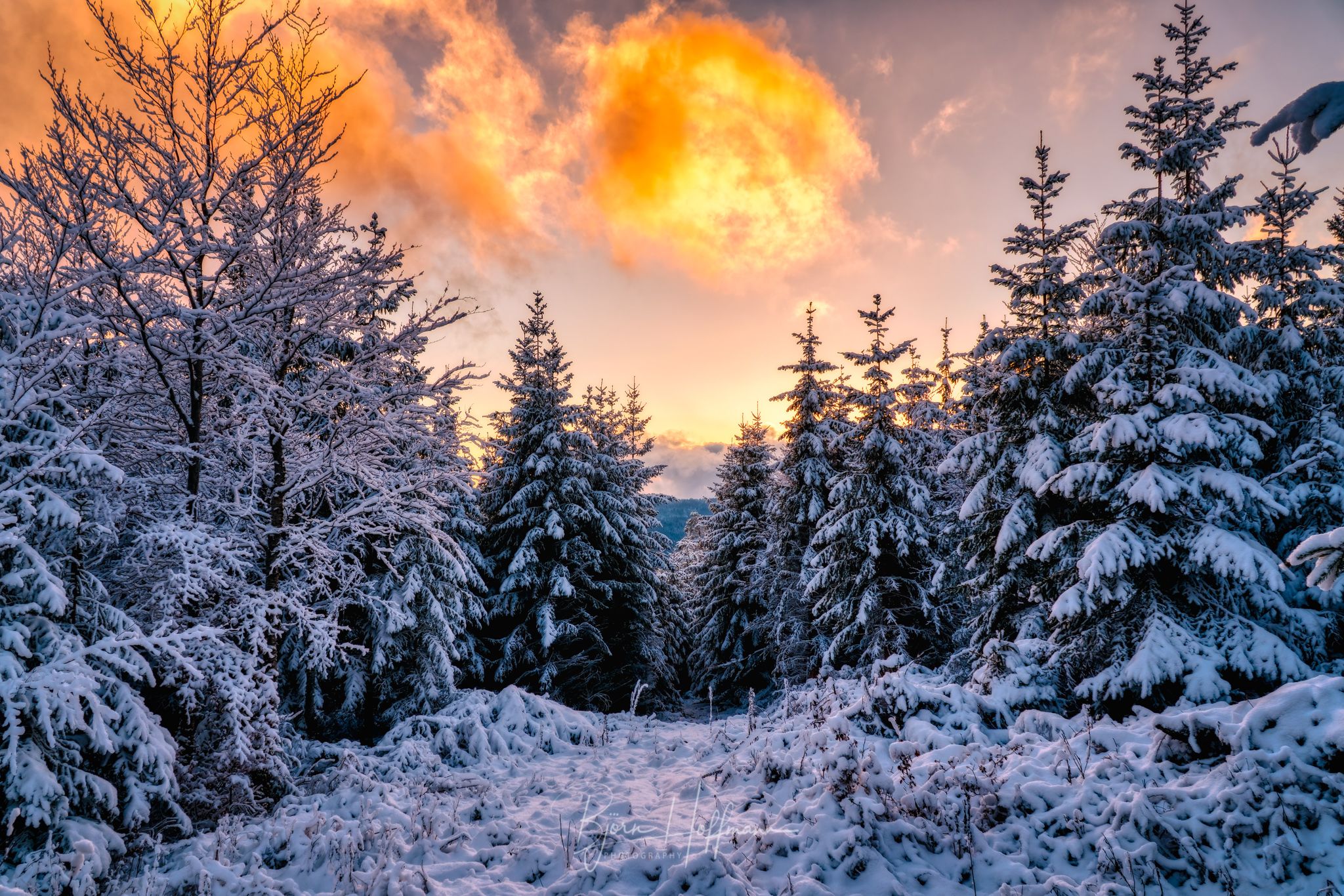 Forest near Seewald, Black Forest, Germany