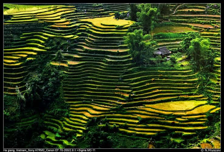 Hoàng Su phì