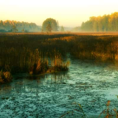 Lesna River in Bialowieska Forest, Poland