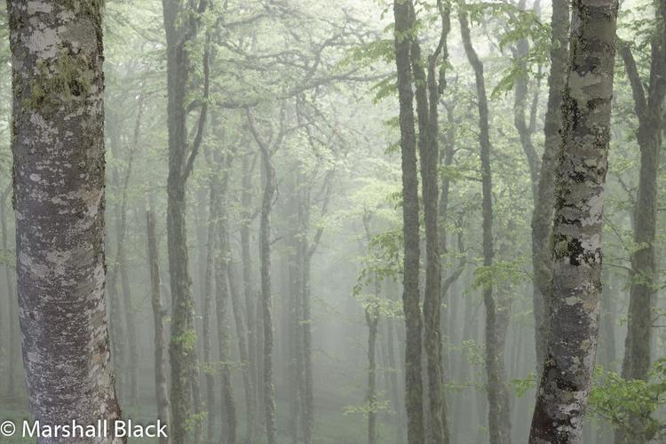 Misty mountain beech (Fagus sylvatica)  forest.