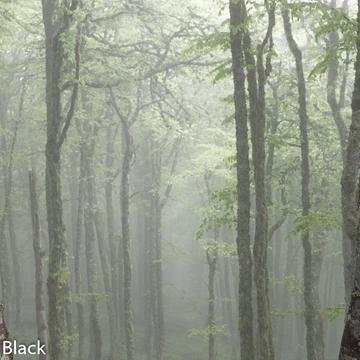 Misty mountain beech (Fagus sylvatica)  forest., Spain