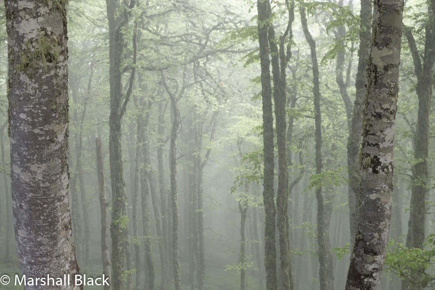Misty mountain beech (Fagus sylvatica)  forest., Spain