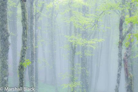 Misty mountain beech (Fagus sylvatica)  forest.