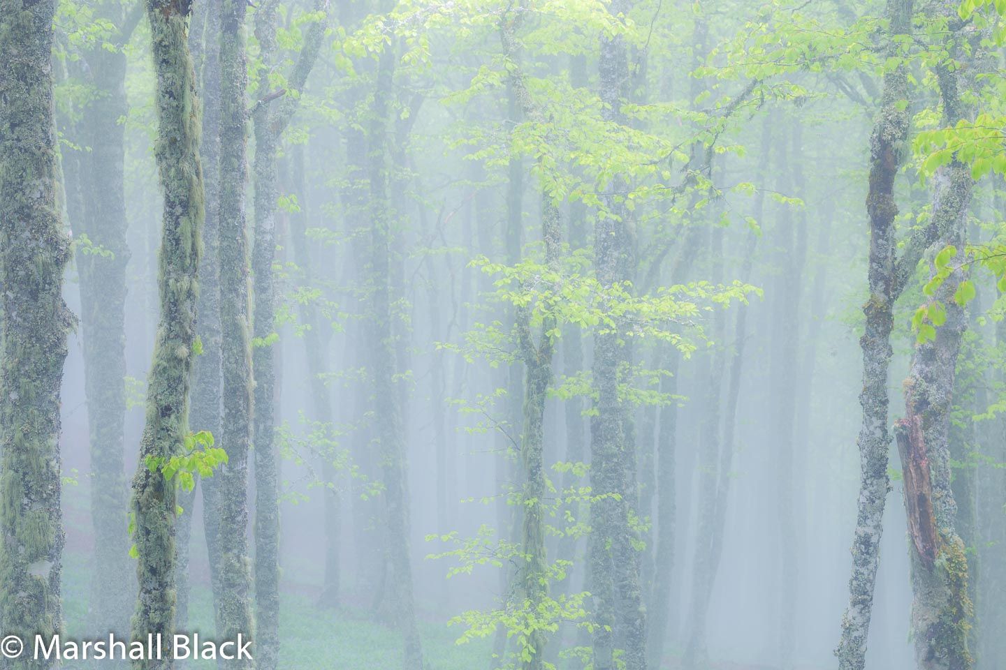 Misty mountain beech (Fagus sylvatica)  forest., Spain