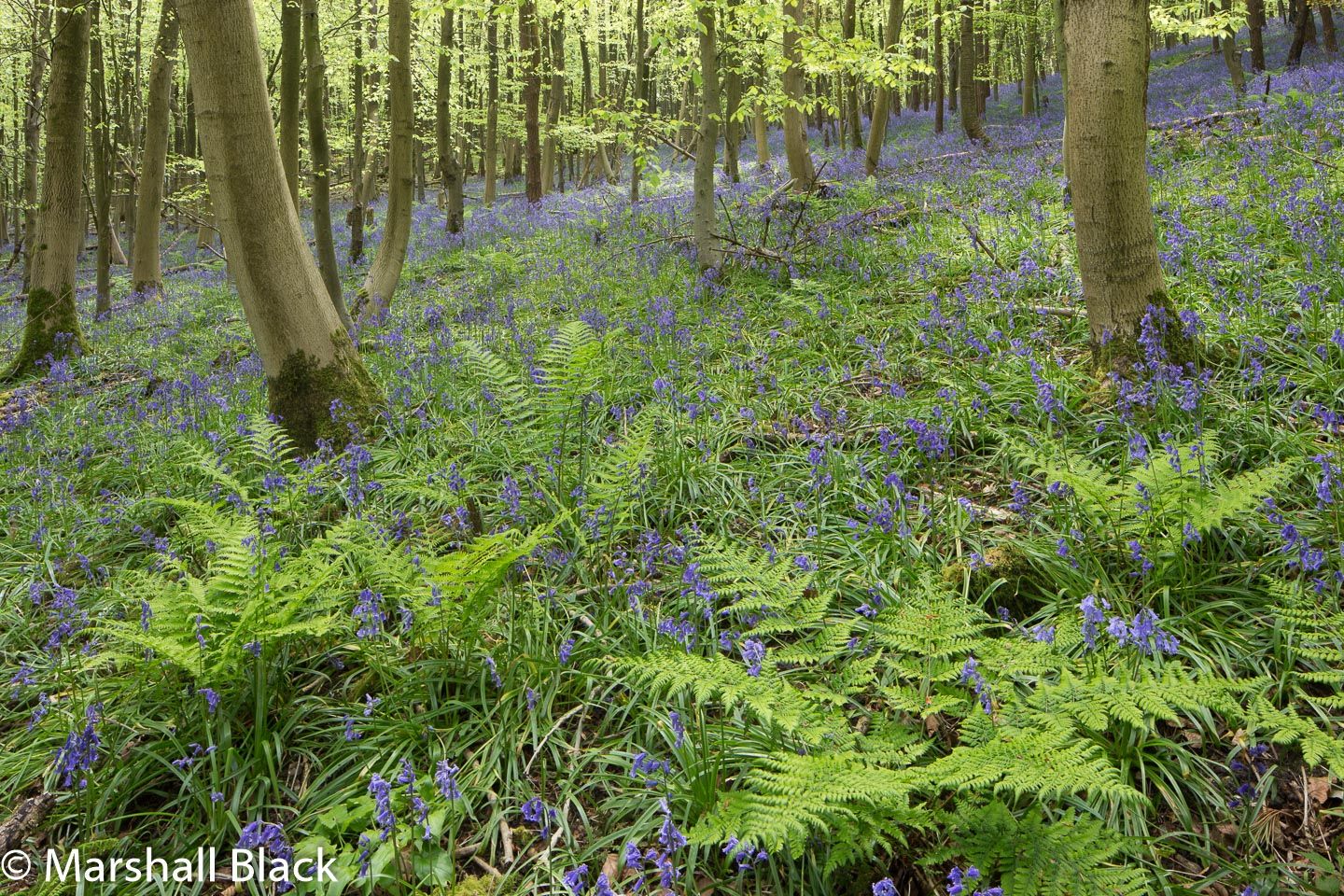 North Downs Way through Horse Shaw Wood, United Kingdom