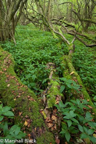 North Downs Way through Horse Shaw Wood