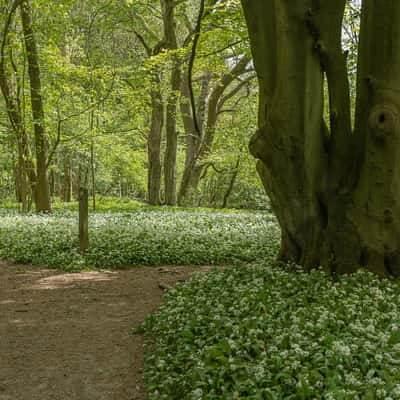 North Downs Way through Horse Shaw Wood, United Kingdom