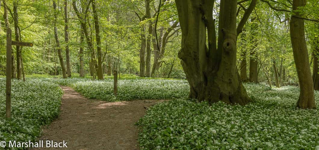 North Downs Way through Horse Shaw Wood