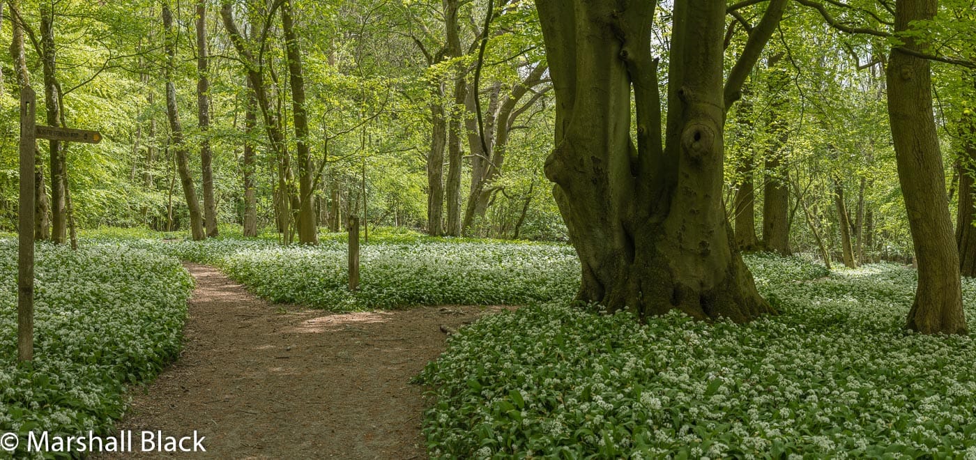 North Downs Way through Horse Shaw Wood, United Kingdom