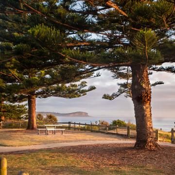 North Haven Pine tree & Beach North Haven NSW, Australia