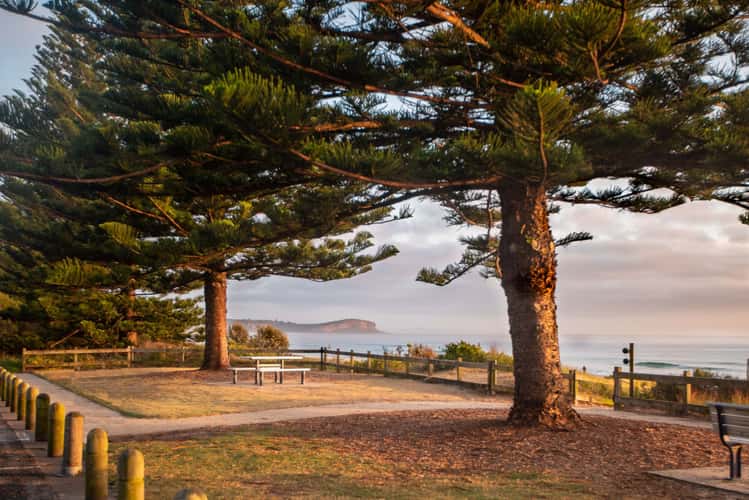 North Haven Pine tree & Beach North Haven NSW