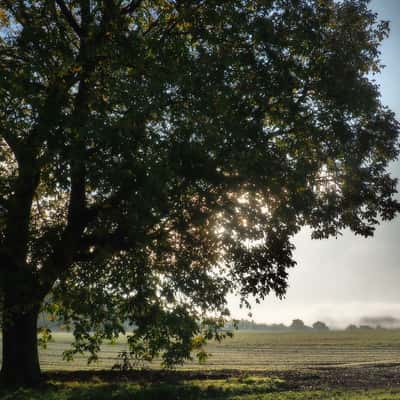 Old Oaktree, Germany