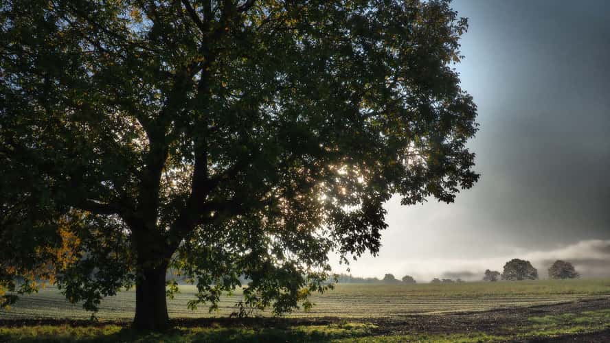 Old Oaktree