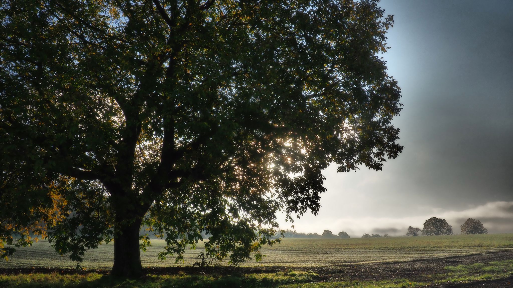 Old Oaktree, Germany