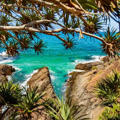 Pandanus tree, Big Hill Point, Cresent Head NSW, Australia