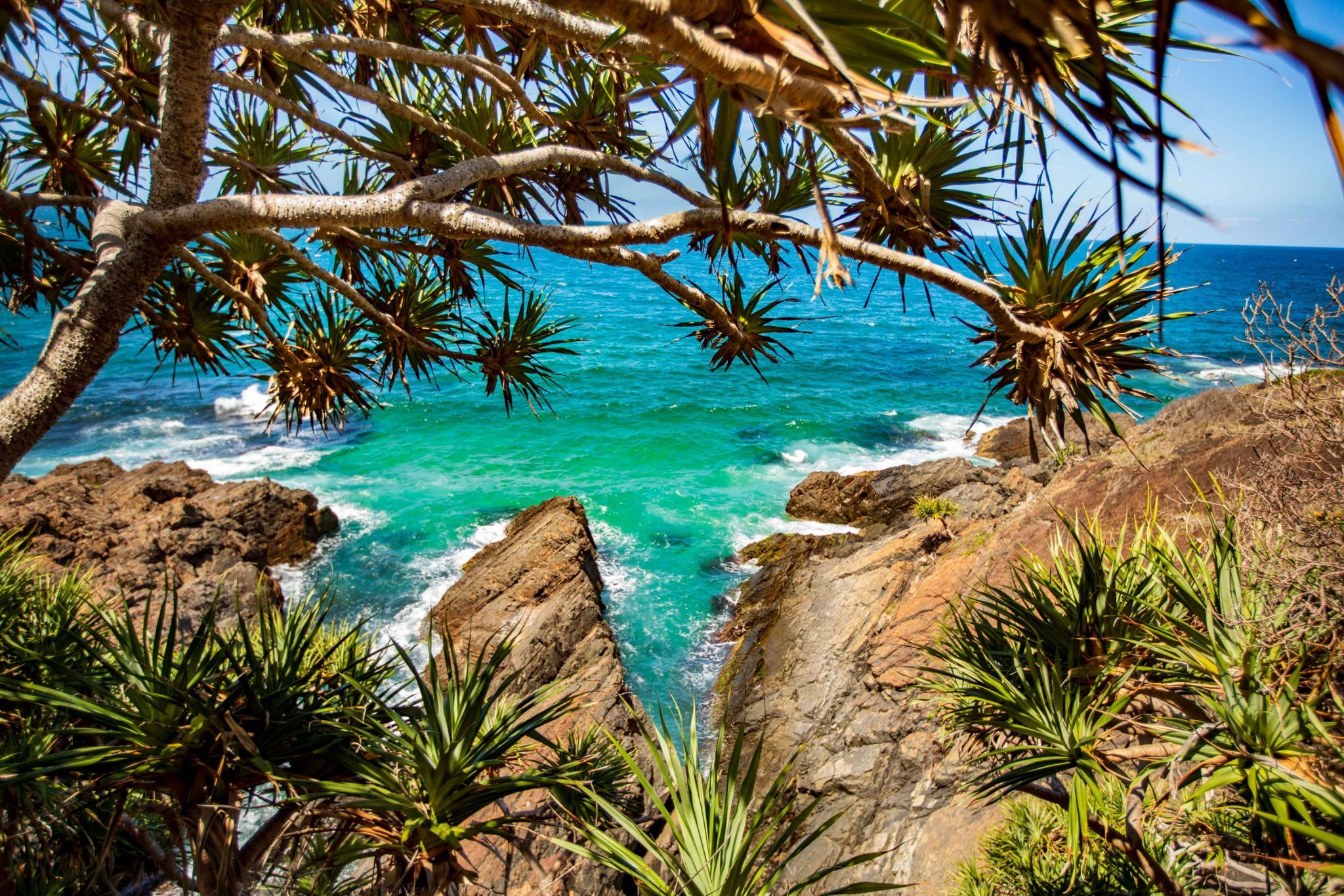 Pandanus tree, Big Hill Point, Cresent Head NSW, Australia