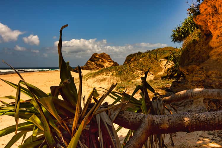 Pandanus tree Valla Beach, New South Wales