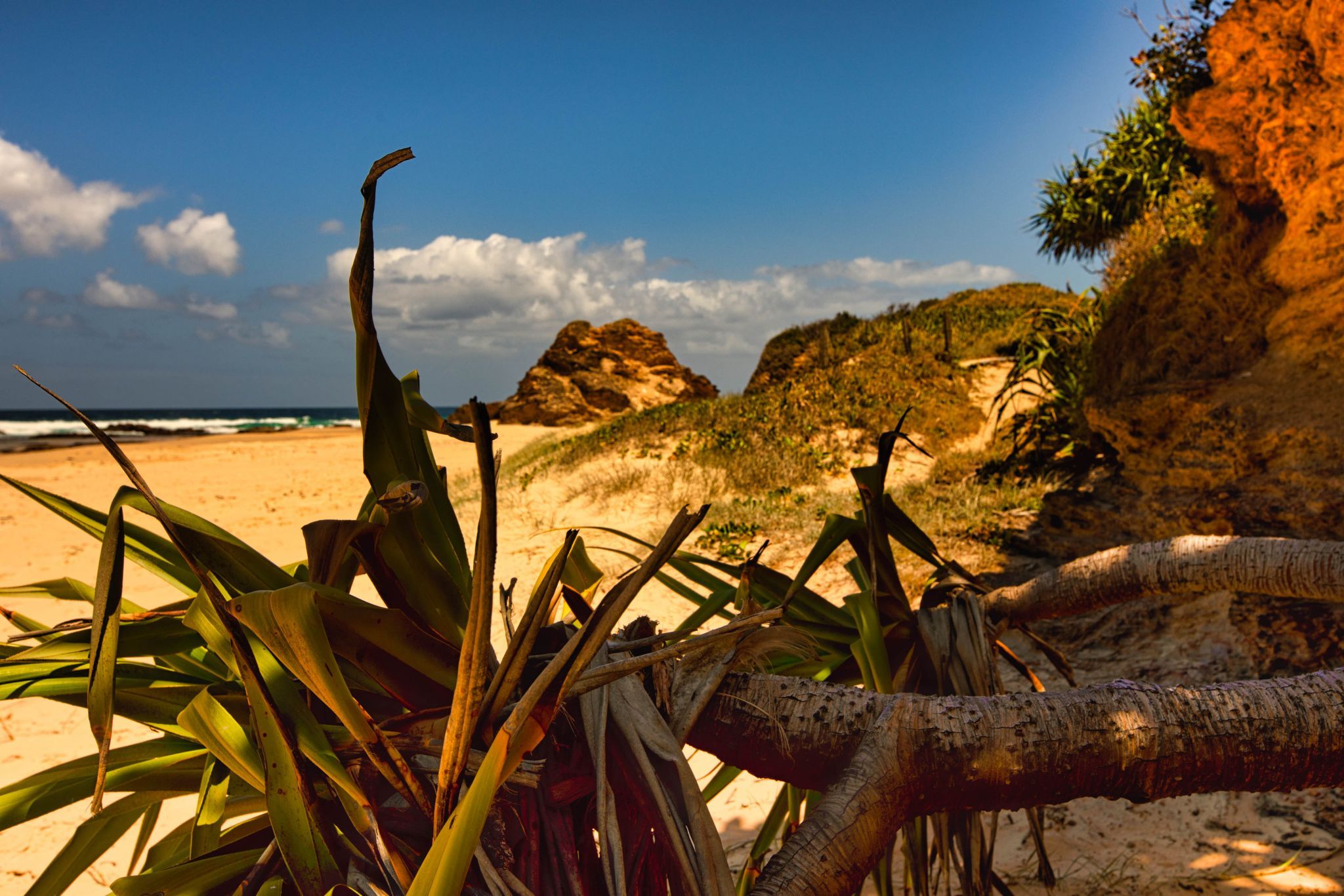 Pandanus tree Valla Beach, New South Wales, Australia