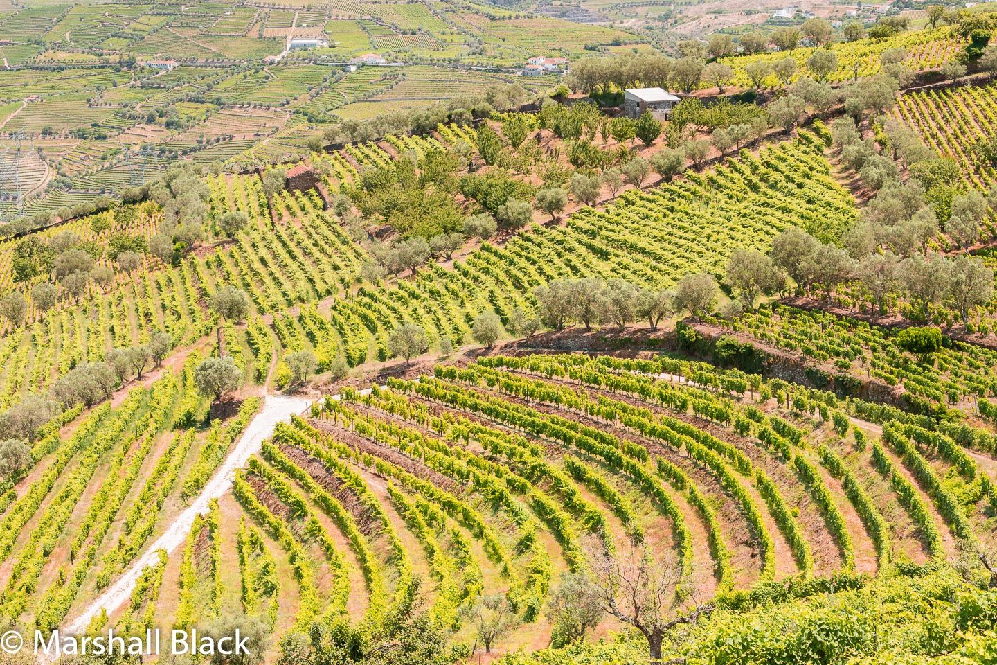 Patterns in stepped field terraces, Alto Douro, Portugal
