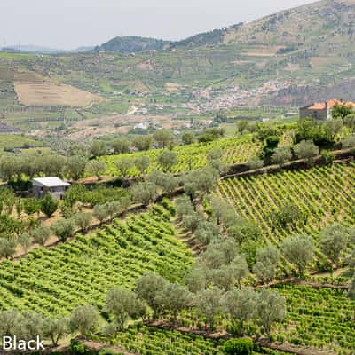 Patterns in stepped field terraces, Alto Douro, Portugal