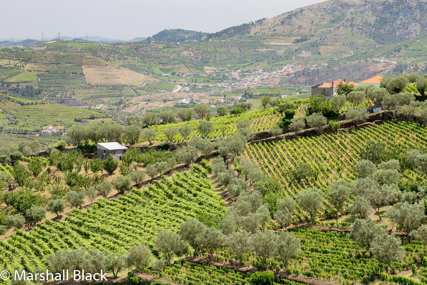 Patterns in stepped field terraces, Alto Douro, Portugal