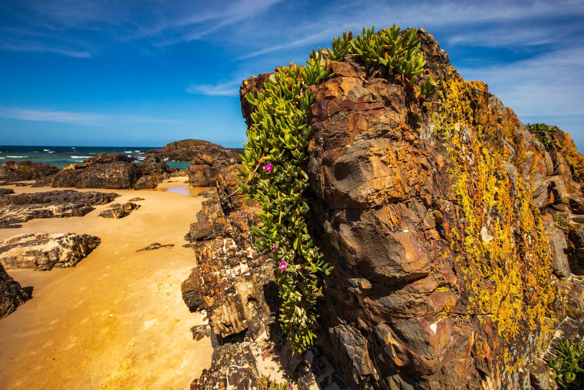 Rock 'Face' Delicate Knobby, Crescent Head, Australia