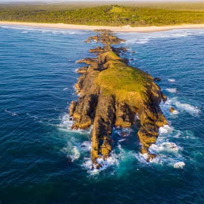Delicate Knobby, Australia