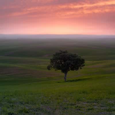 Ruhama Baldlands, Israel