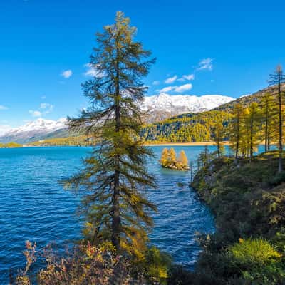 The golden island in Lake Sils, Switzerland