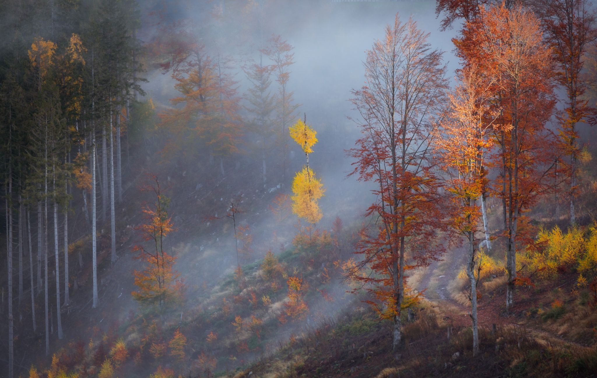 Autumn in Schwarzwald (around Titisee), Germany