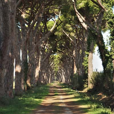 Typical scene at the Etruscan Coast, Italy