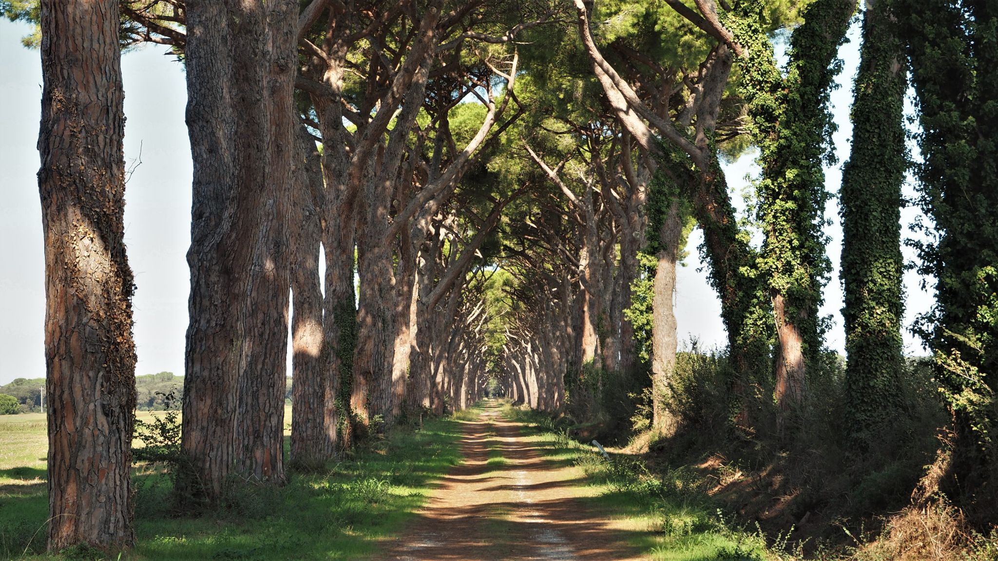 Typical scene at the Etruscan Coast, Italy
