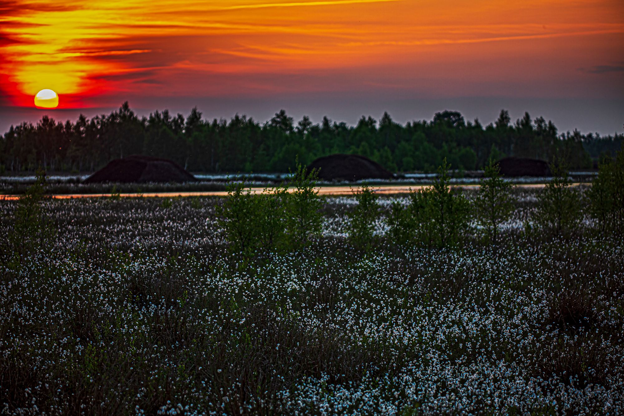 Venner Moor, Niedersachsen, Germany