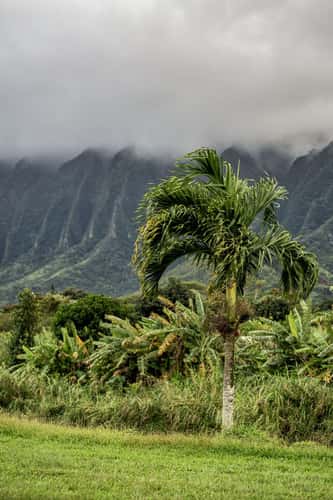 Waiahole Forest Reserve - view from the Hwy