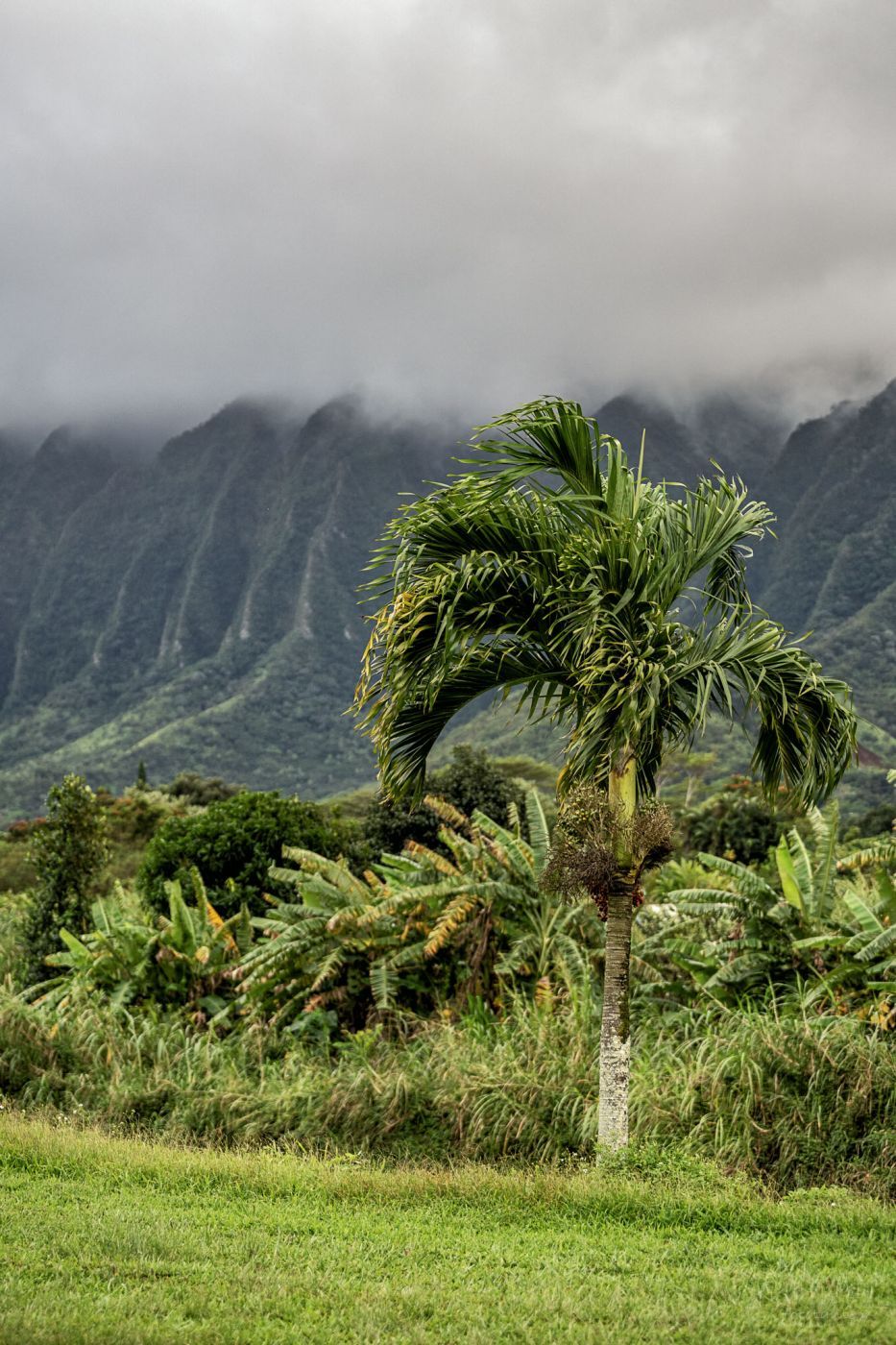 Waiahole Forest Reserve - view from the Hwy, USA