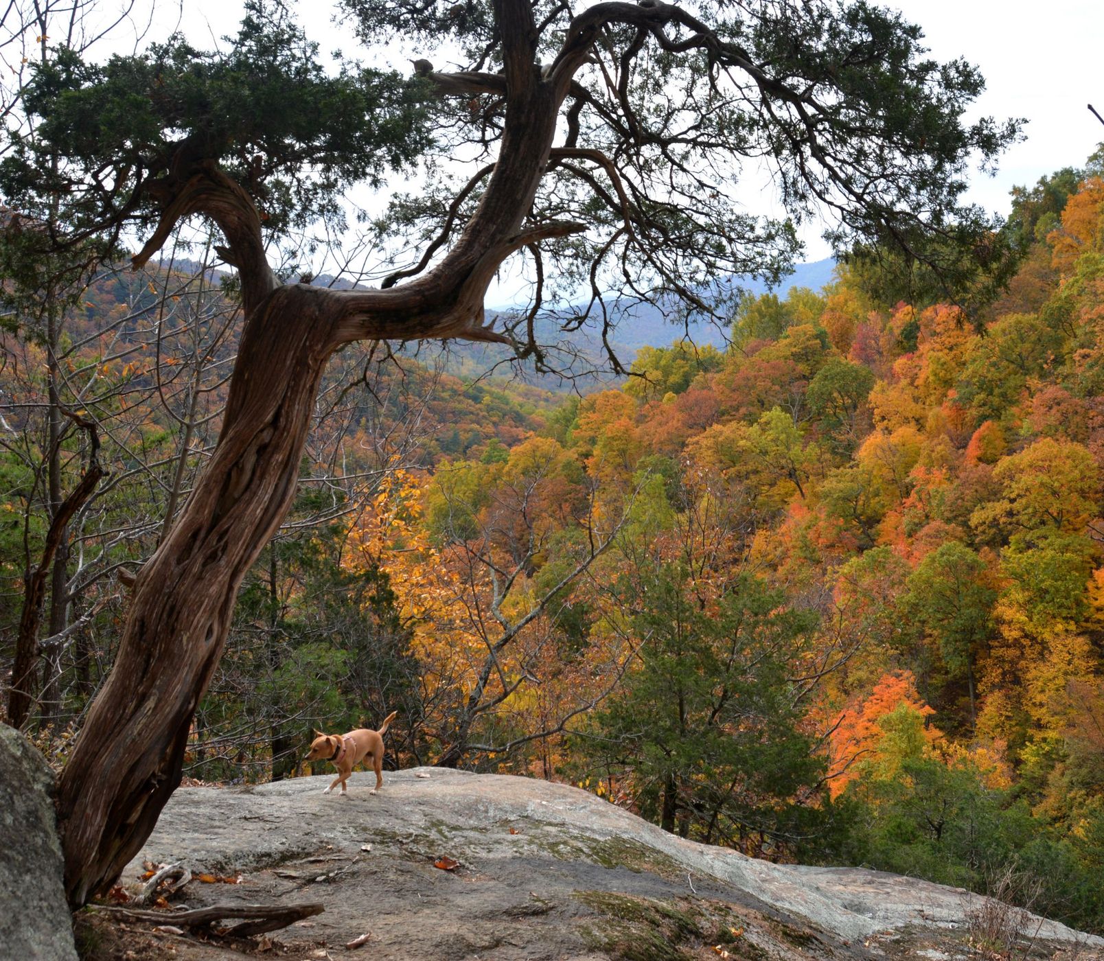 Whiteoak Falls, USA