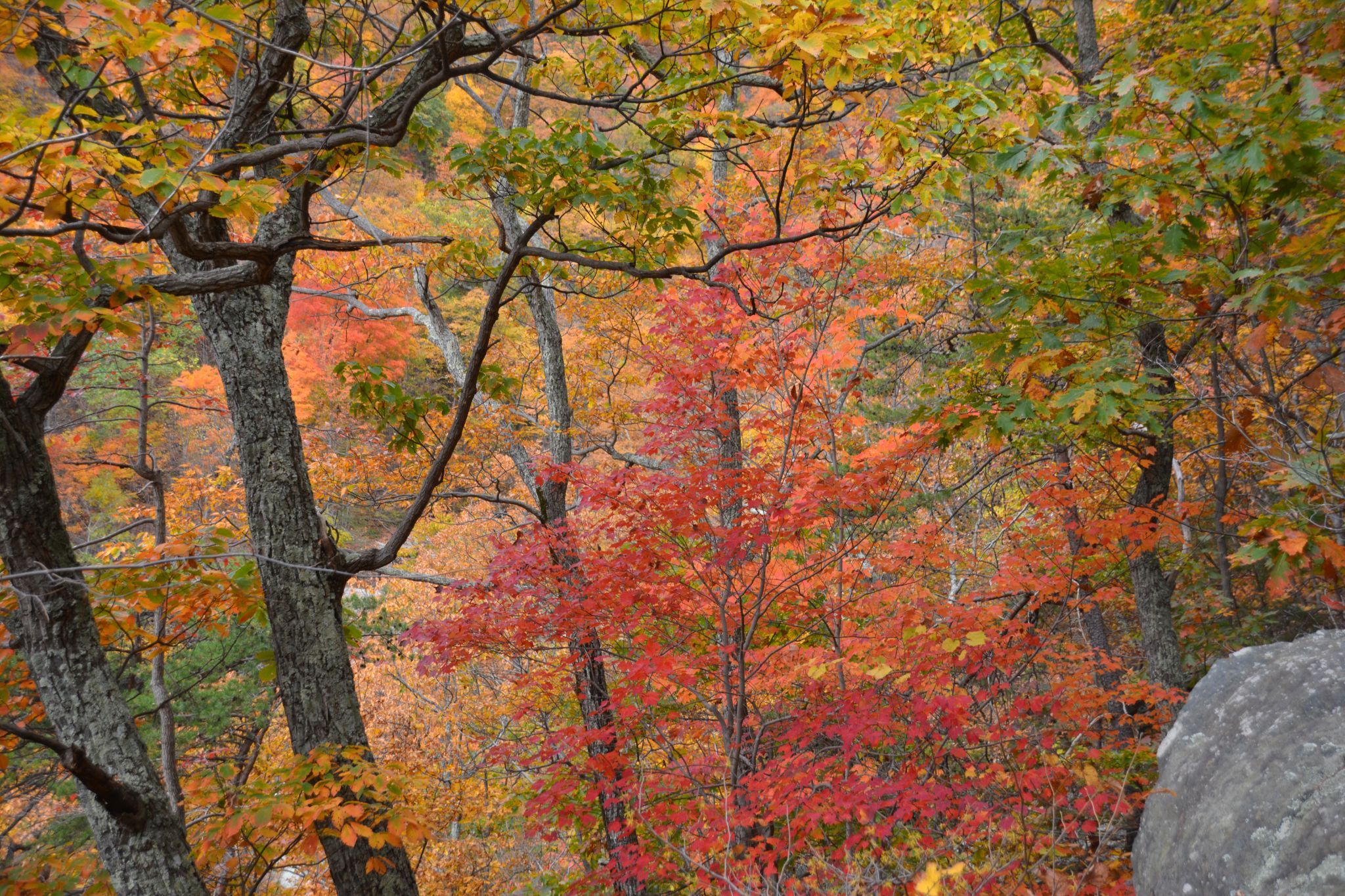 Whiteoak Falls, USA