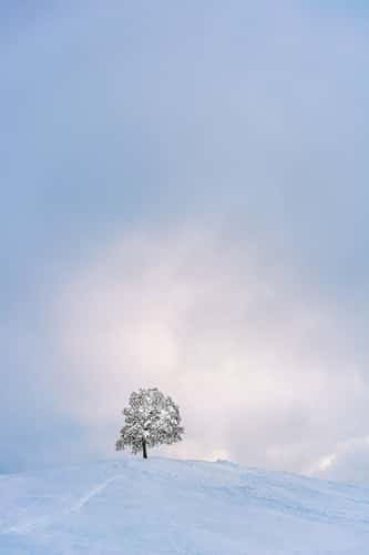 Winter landscape