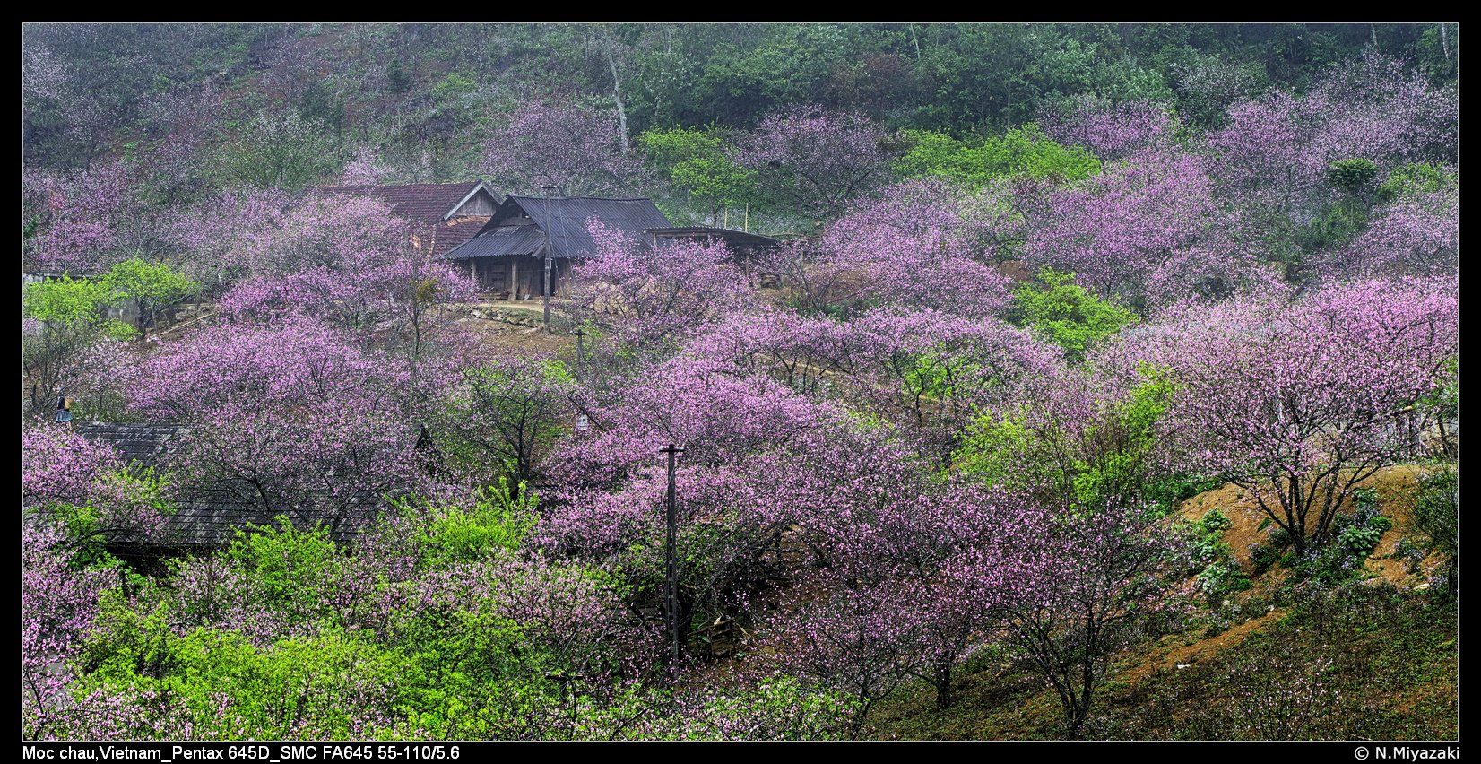Xuân Mộc châu, Vietnam