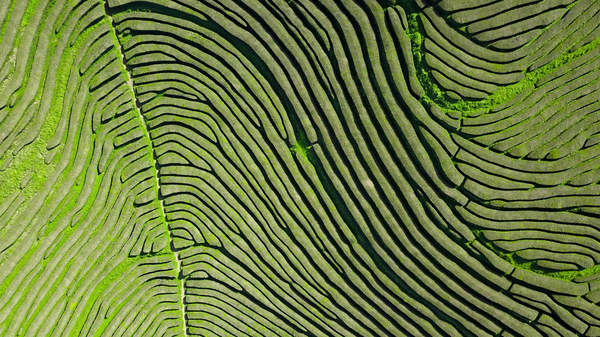 Cha Gorreana, Portugal
