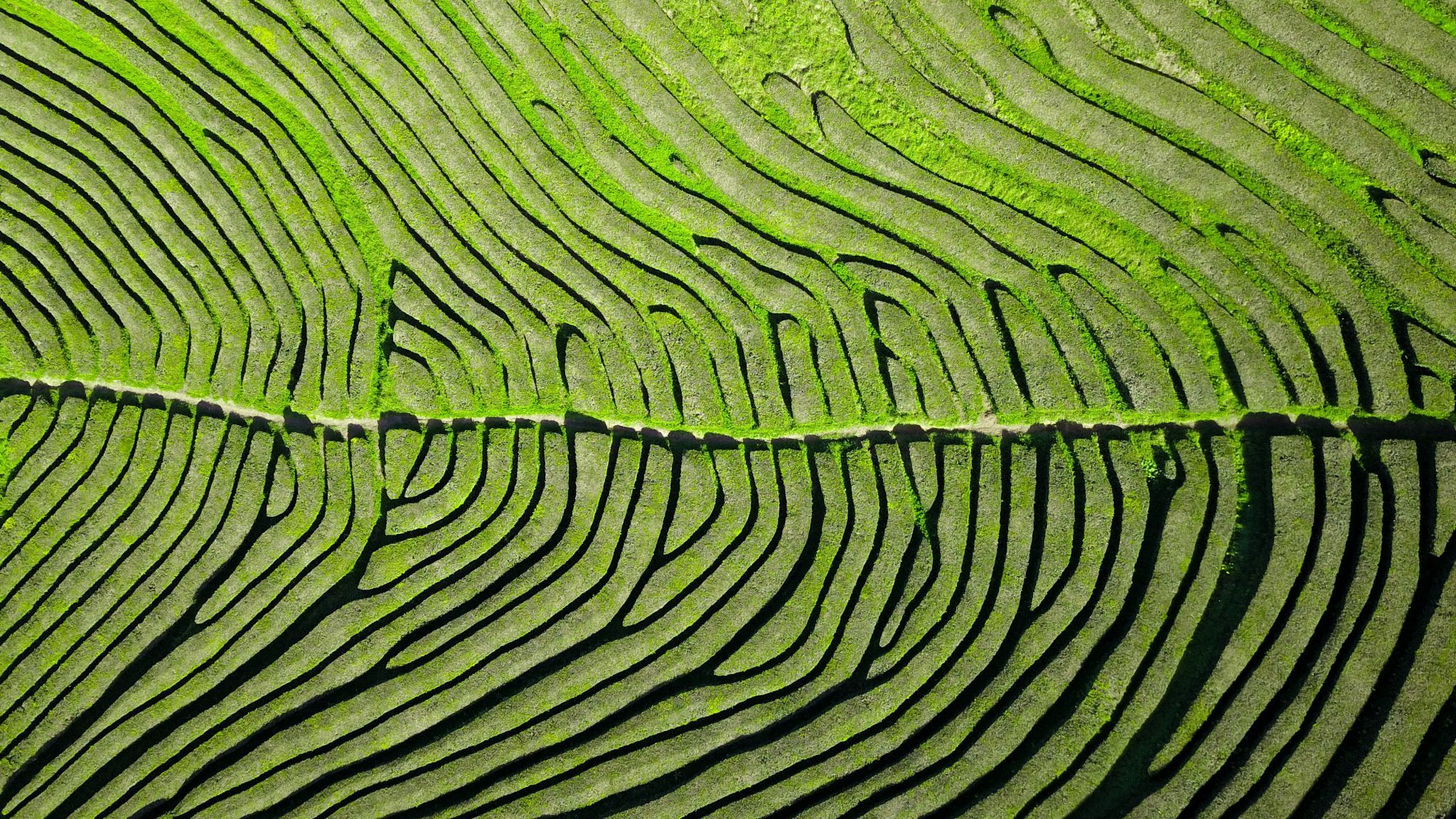 Cha Gorreana, Portugal