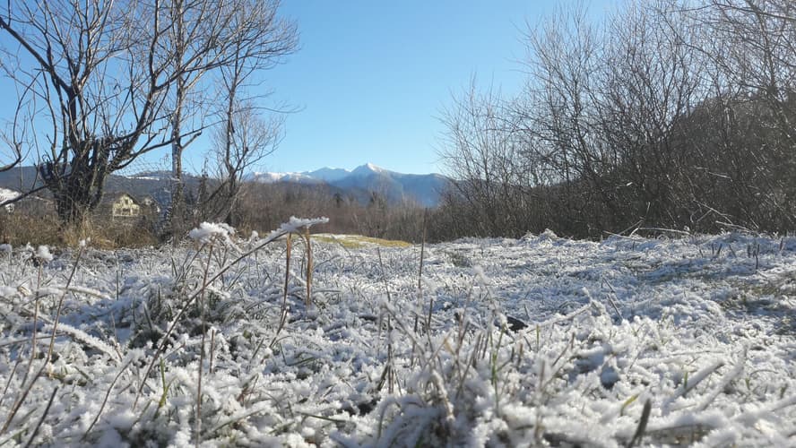 Colibita